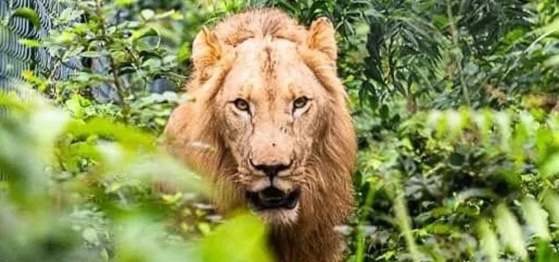 Man Mauled To Death By Lion After Entering Enclosure