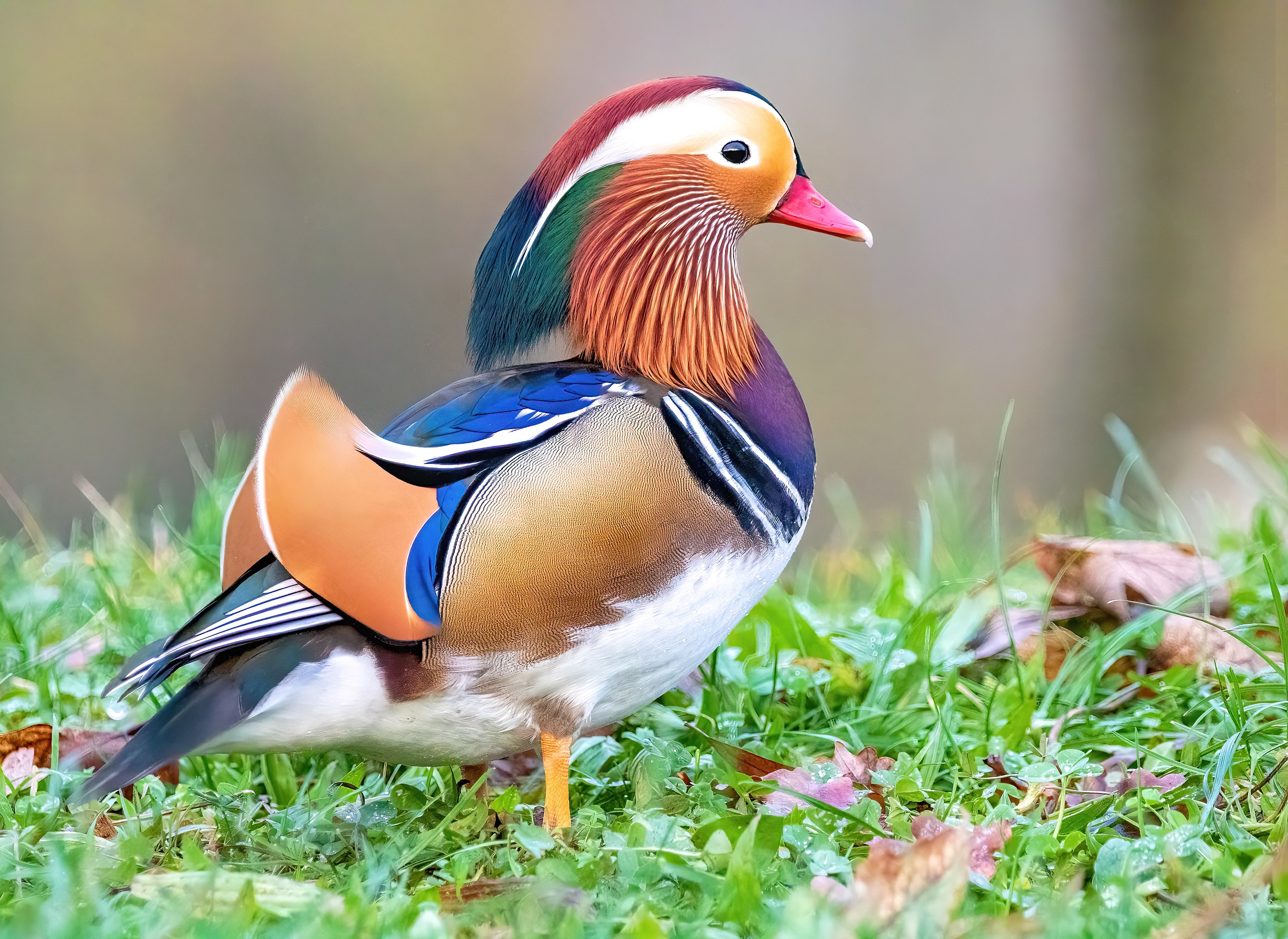 Mandarin Duck इसे माना जाता है दुनिया की सबसे खूबसूरत बत्तख, एक ही