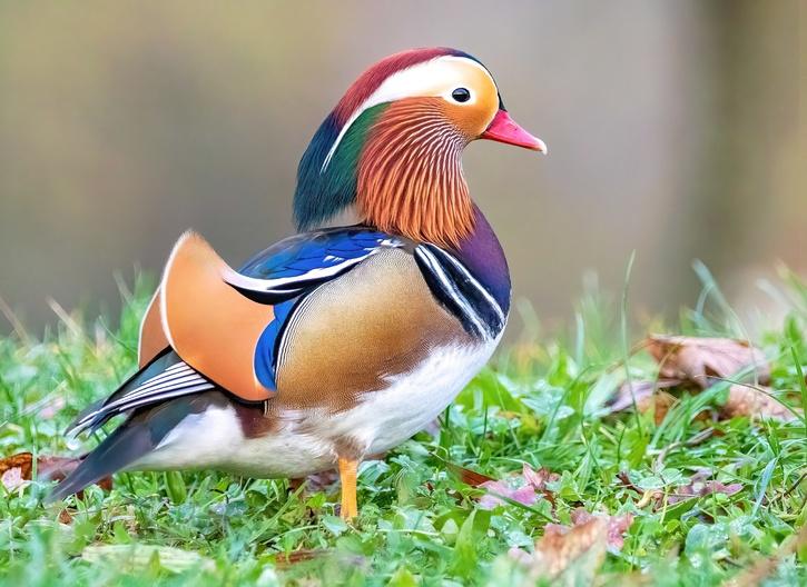 Mandarin Duck