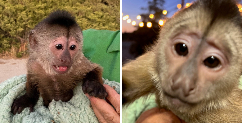 Monkey Calls Cops From Cellphone At US Zoo