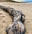 Strange creatures found dead on a beach in Australia