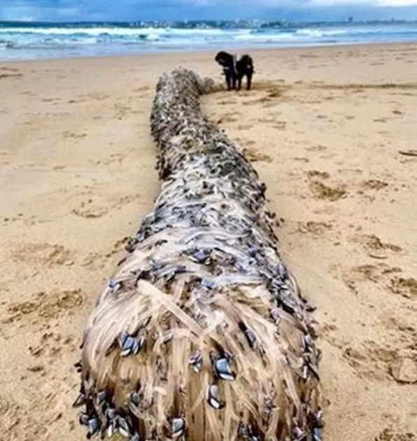 Strange creatures found dead on a beach in Australia