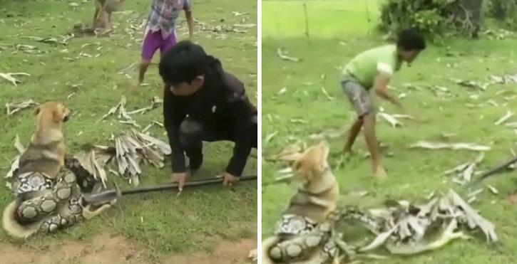 An old video of three brave children fighting off a huge snake that wrapped itself around their pet dog has resurfaced online.  