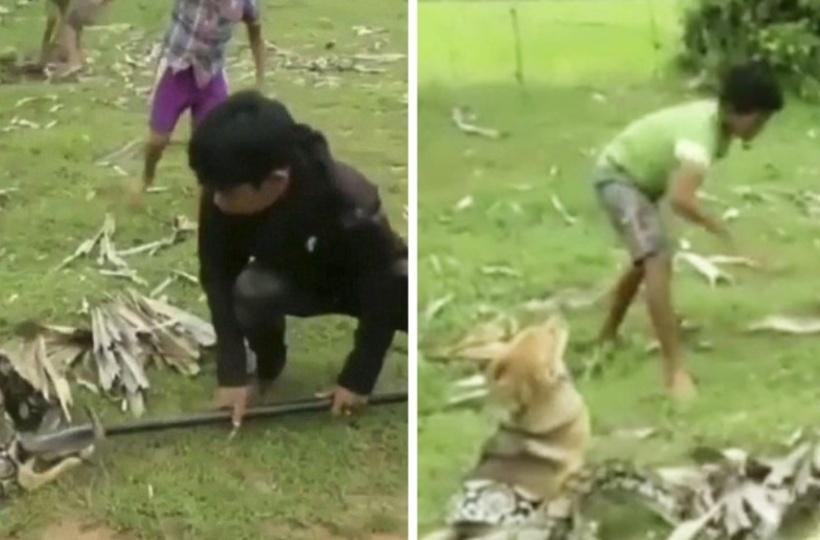 Three Brave Boys Fight Off A Snake To Save Their Pet Dog