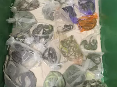 US Smuggler Caught With 60 Snakes Lizards