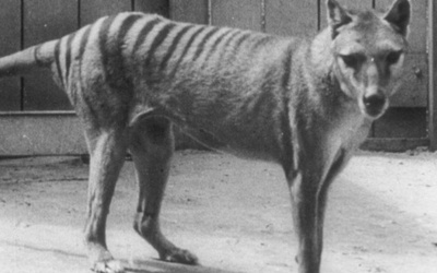 Think the Tasmanian tiger died out in the 1930s? Think again, say