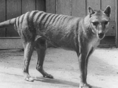De-Extinction: Scientists Say They'll Bring Back The Tasmanian Tiger In 10 Years