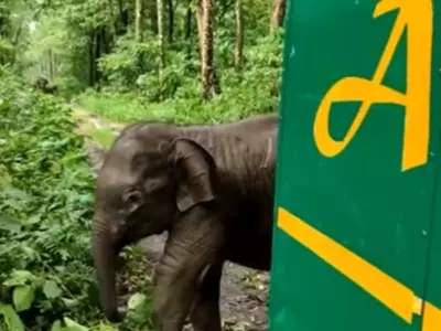 baby elephant rescued