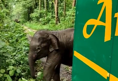 baby elephant rescued