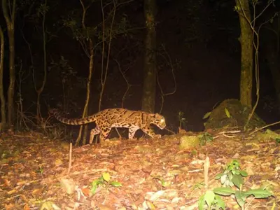 clouded leopard sighted in west bengal 