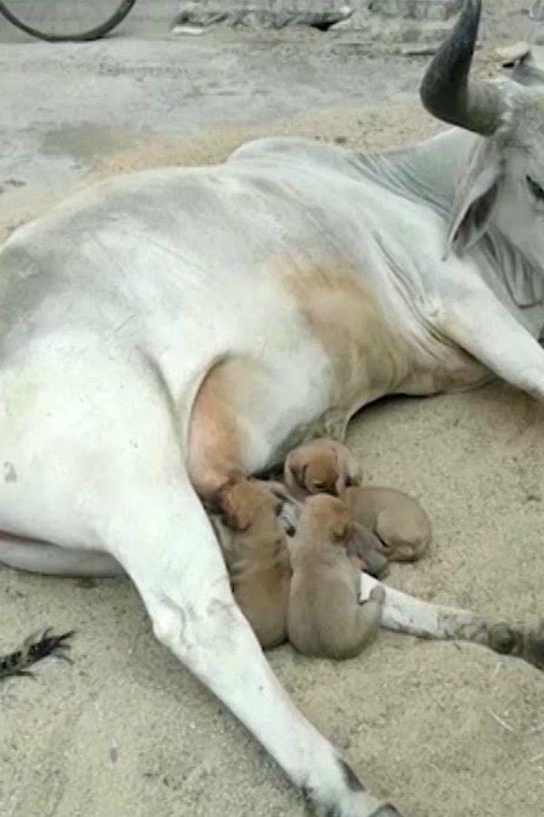 Cow feeding Milk of Dog Children