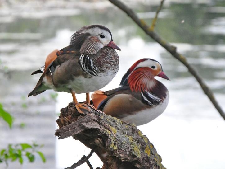 Mandarin Duck