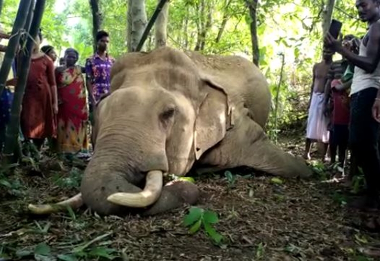 Wild Elephant Killed By Poachers Trap In Odisha, Days After Two Jumbos Died Of Electrocution