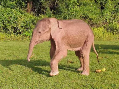 rare white elephant born in myanmar 