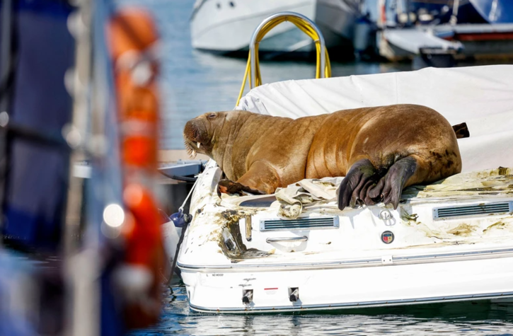 Norway Kills Walrus Freya 