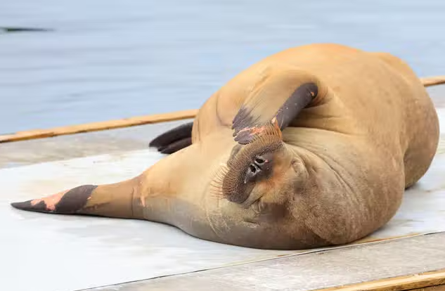 Norway Kills Walrus Freya 