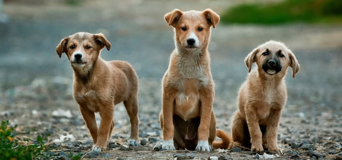 gujarat unique village of crorepati dogs 