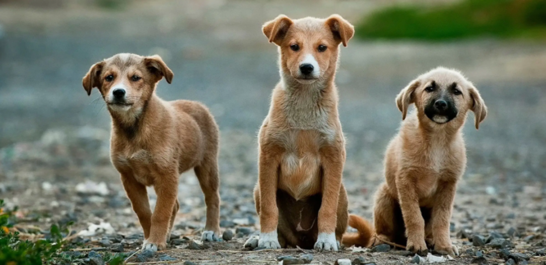 gujarat unique village of crorepati dogs 