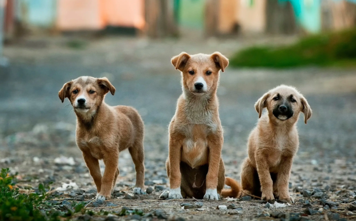 gujarat unique village of crorepati dogs 