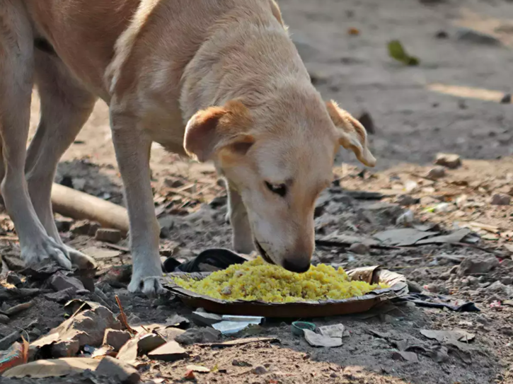 gujarat unique village of crorepati dogs 