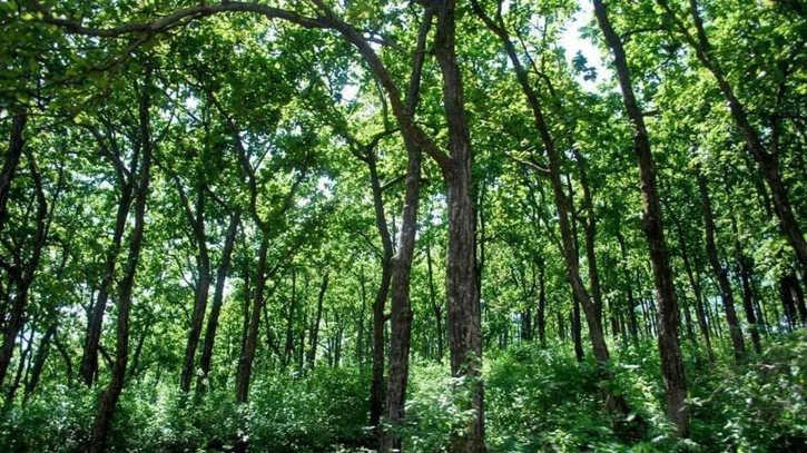 Mumbai Becomes Tree City Of The World