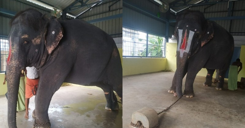 peta-alleges-elephant-from-assam-kept-illegally-confined-in-tamil-nadu