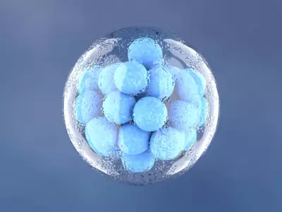 World's First 'Synthetic Embryos' Created Without Sperm, Eggs, And Fertilisation