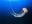 ¿Qué hace que la «medusa inmortal» sea inmortal?  Los científicos finalmente tienen una respuesta