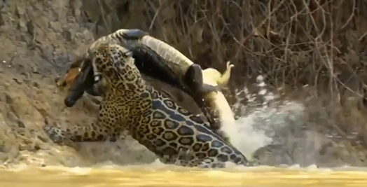 leopard hunts crocodile viral video 