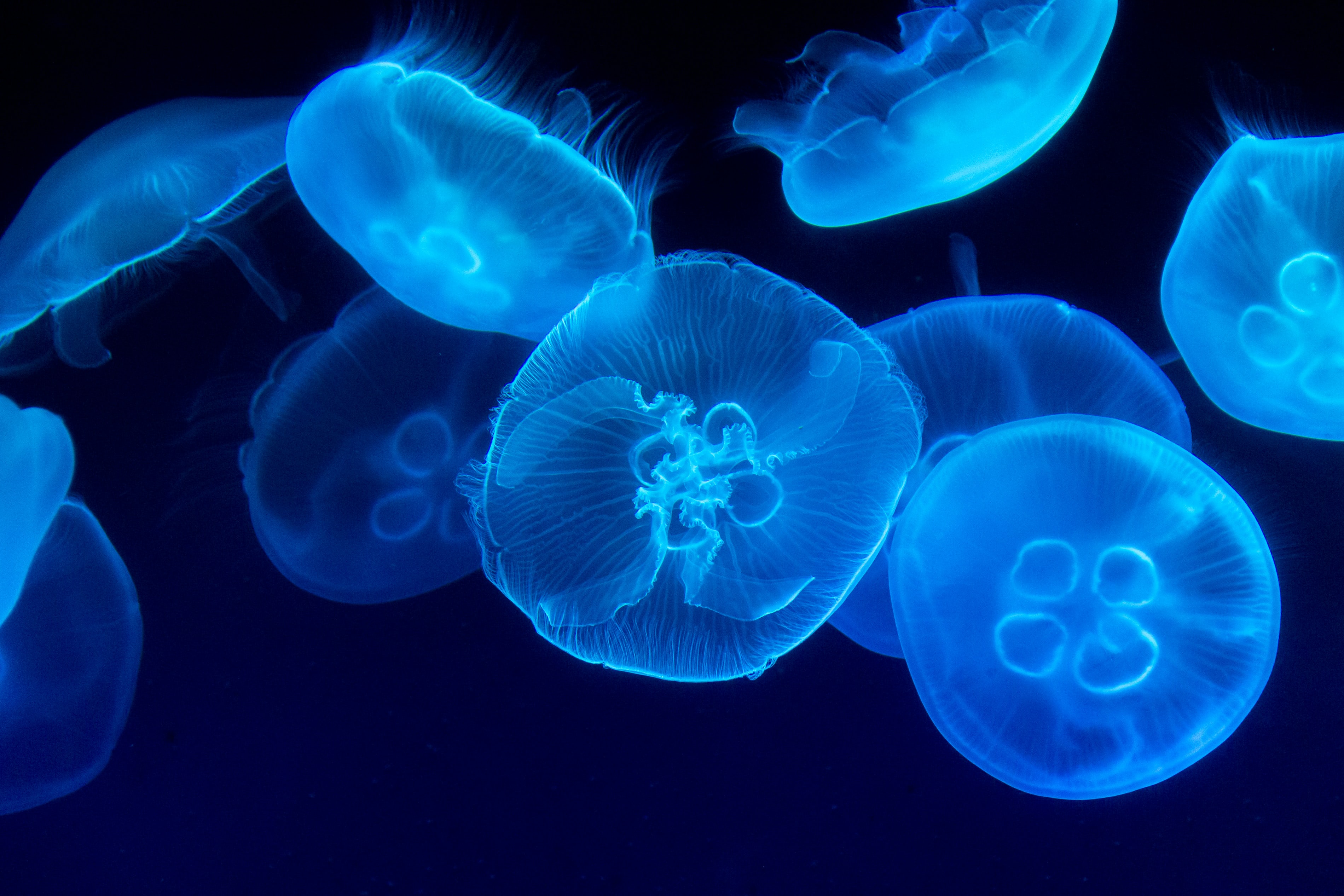 What Makes 'Immortal Jellyfish' Immortal? Scientists Finally Have The