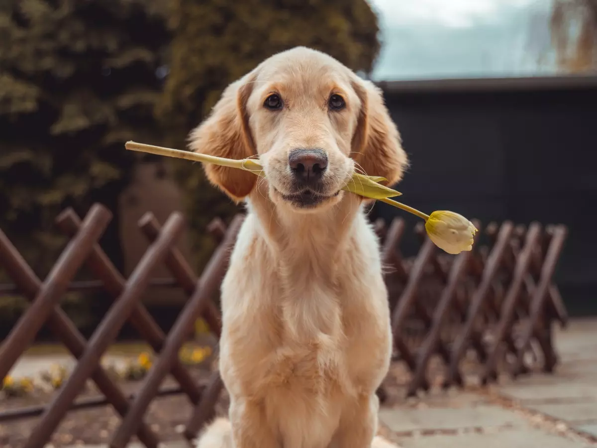 National Dog Day 2022 National Dog Day 2022