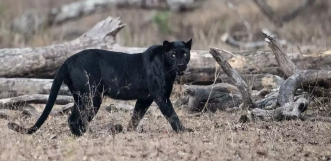 Black Panther Pench Tiger Reserve 