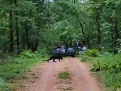 black panther spotted in pench tiger reserve 