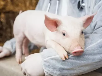 Scientists revived the cells of pigs an hour after death