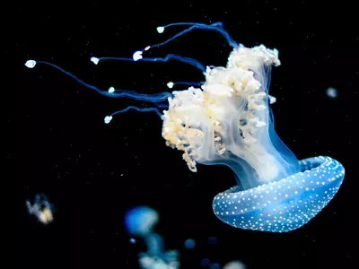 What Makes 'Immortal Jellyfish' Immortal? Scientists Finally Have The Answer