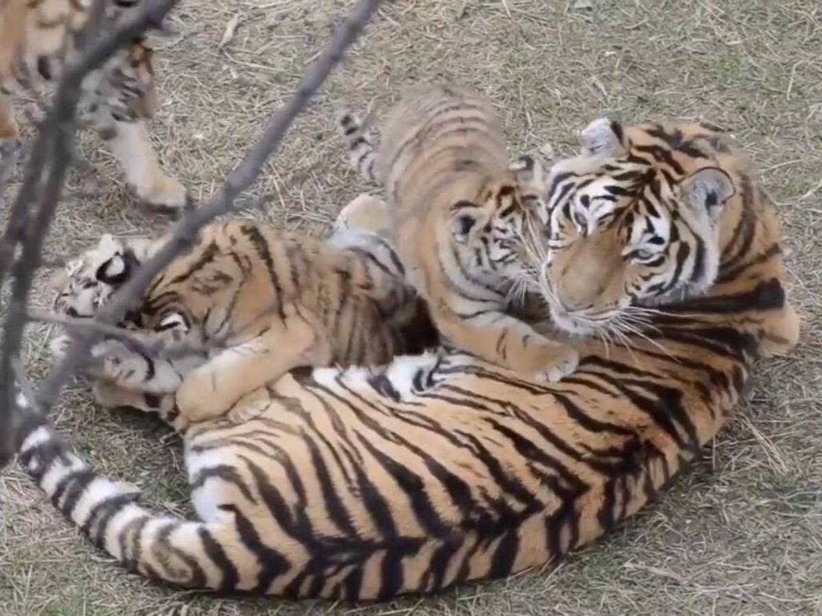 Tiger Cubs Play Around With Their Mother