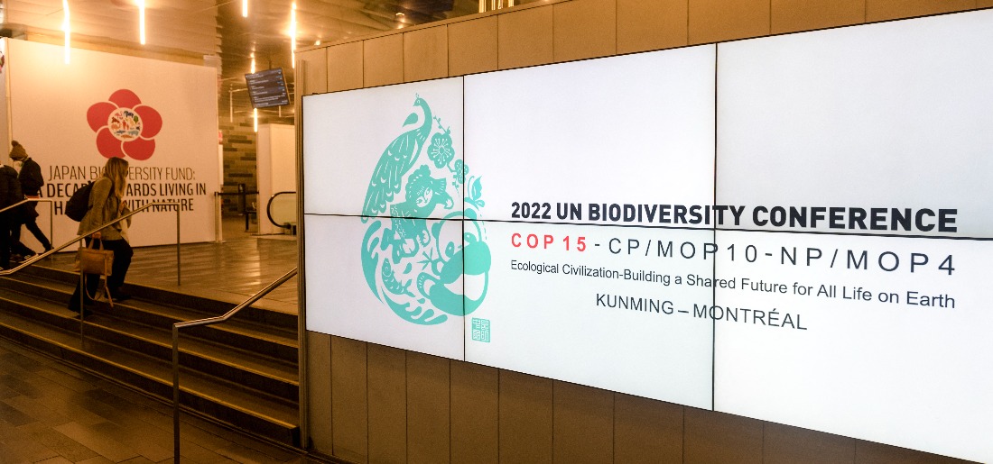 COP15 United Nations Biodiversity Summit All You Need To Know