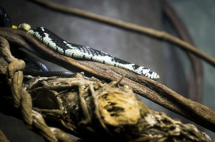 Live Snake Found Inside Dead Body