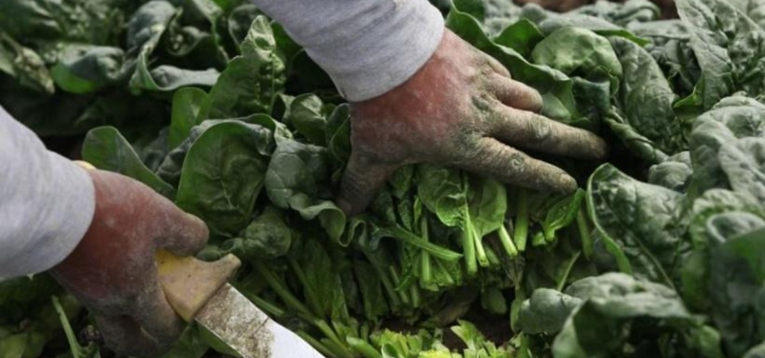 Most Expensive Spinach In The World That Cost Around Rs 3,000 For 1 KG