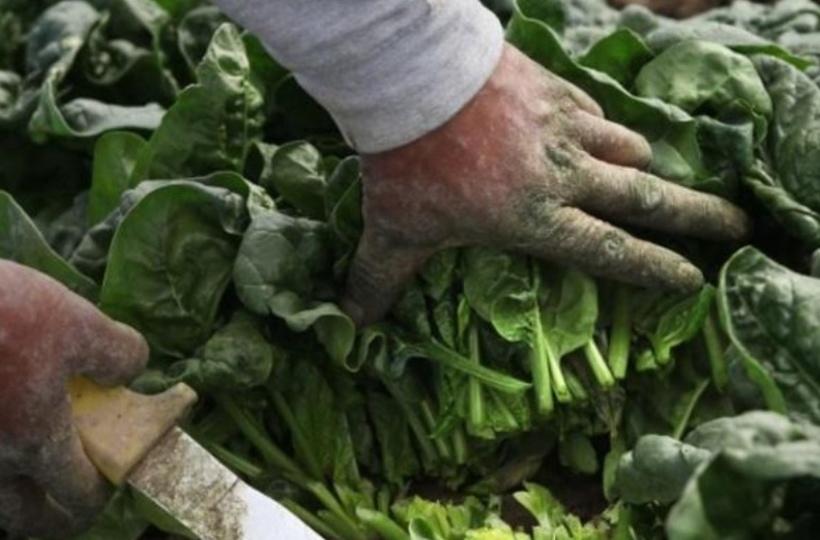 Most Expensive Spinach In The World That Cost Around Rs 3,000 For 1 KG
