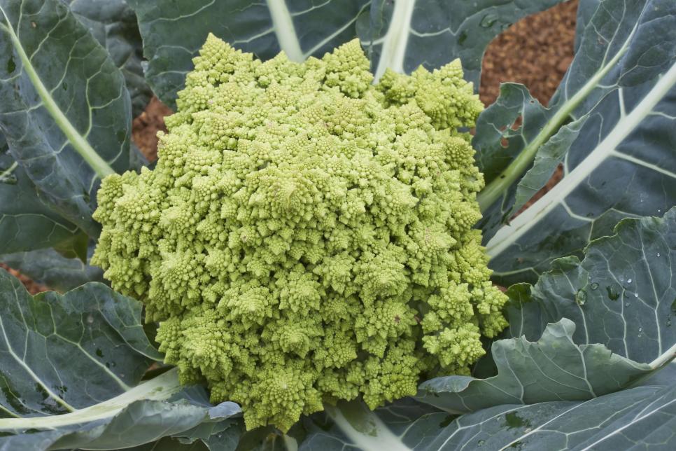 1520263929821-63998c81a0bbb