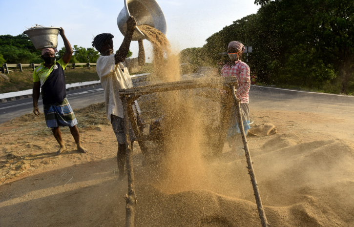 Why Government Is Promoting Millet As The Food Of The Future?