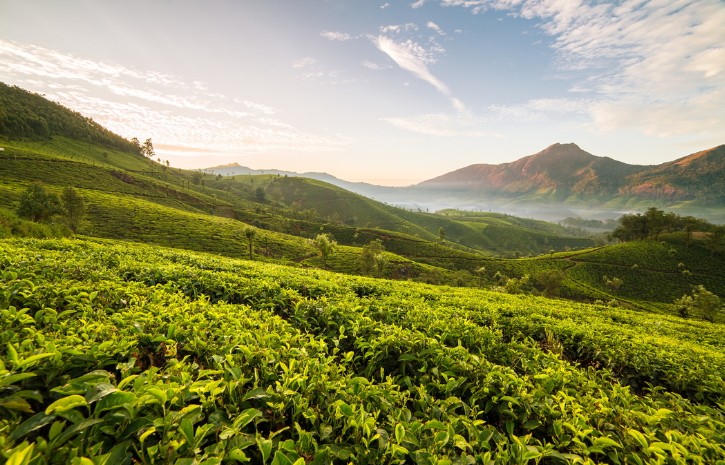 Why The World-Famous Darjeeling Tea Is Facing Crisis?