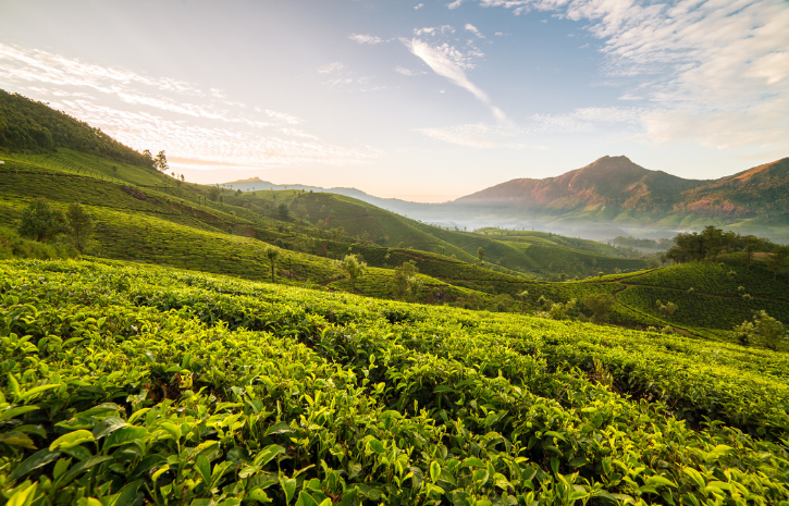 Why The World-famous Darjeeling Tea Is Facing Crisis?