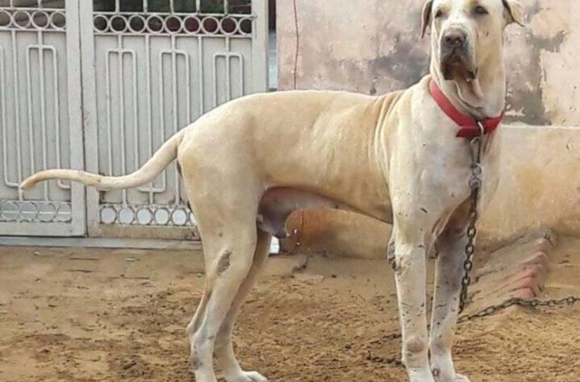 Can I Register An Unregistered Dog