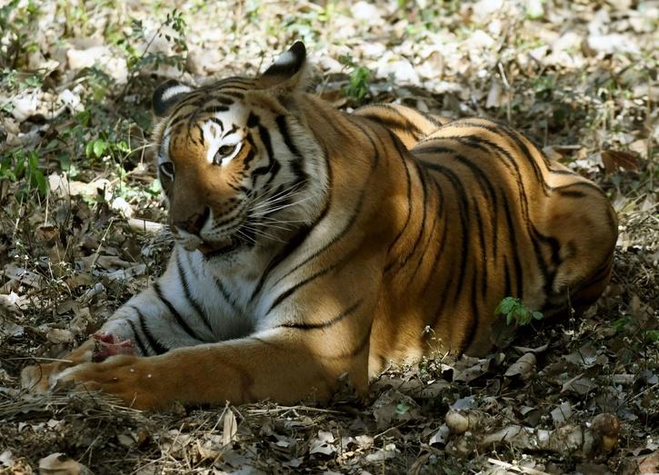 At 107, India Sees More Than 100 Tiger Deaths For The Third Year, Sill ...