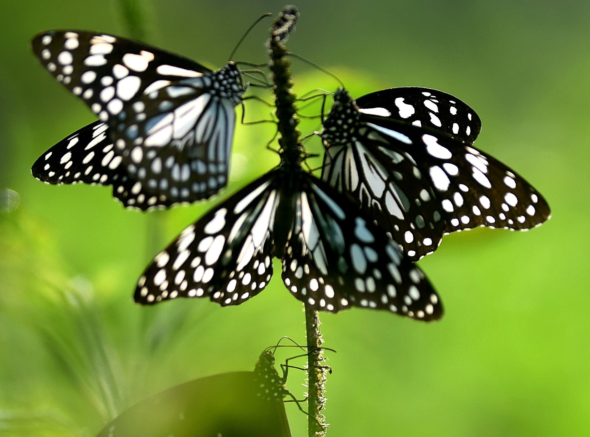 Butterflies Of Western Ghats Are Evolving Faster, Adapting To Escape