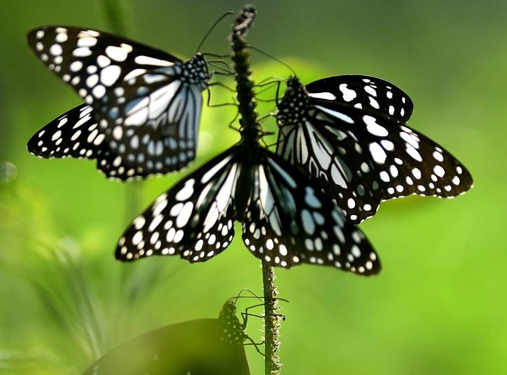 Butterflies Of Western Ghats Are Evolving Faster, Adapting To Escape