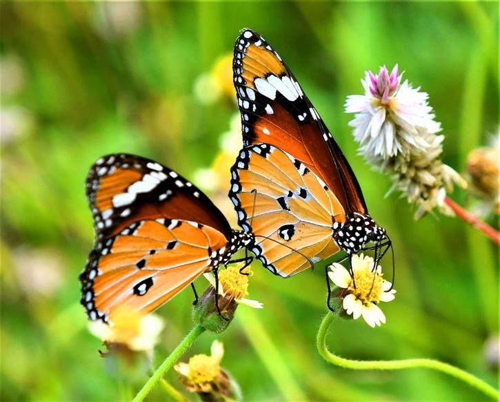 Butterflies Of Western Ghats Are Evolving Faster, Adapting To Escape