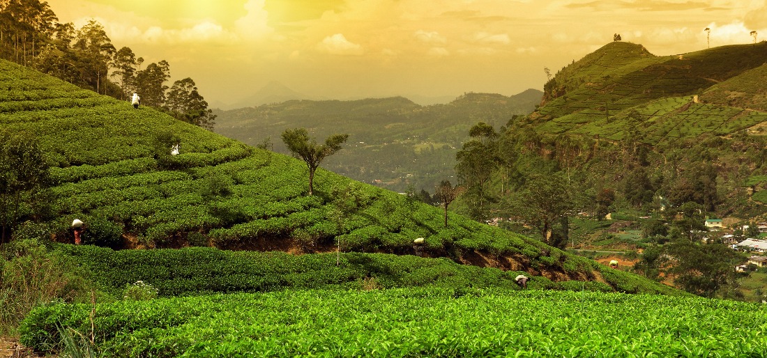 Why The World-Famous Darjeeling Tea Is Facing Crisis?